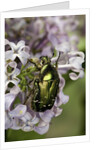 Cetonia aurata (rose chafer) by Anonymous