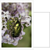 Cetonia aurata (rose chafer) by Corbis