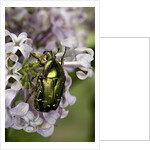 Cetonia aurata (rose chafer) by Anonymous