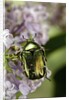 Cetonia aurata (rose chafer) by Anonymous