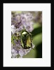 Cetonia aurata (rose chafer) by Anonymous
