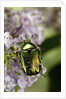 Cetonia aurata (rose chafer) by Anonymous
