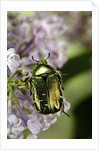 Cetonia aurata (rose chafer) by Anonymous