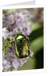 Cetonia aurata (rose chafer) by Anonymous
