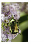 Cetonia aurata (rose chafer) by Anonymous