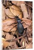 Carabus intricatus (blue ground beetle) by Anonymous