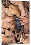 Carabus intricatus (blue ground beetle) by Anonymous