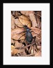 Carabus intricatus (blue ground beetle) by Anonymous