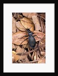 Carabus intricatus (blue ground beetle) by Anonymous