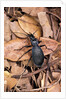 Carabus intricatus (blue ground beetle) by Anonymous