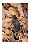 Carabus intricatus (blue ground beetle) by Anonymous