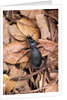 Carabus intricatus (blue ground beetle) by Anonymous