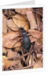 Carabus intricatus (blue ground beetle) by Anonymous