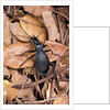 Carabus intricatus (blue ground beetle) by Anonymous