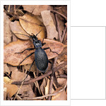 Carabus intricatus (blue ground beetle) by Anonymous