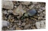 Chlaeniellus vestitus (ground beetle) by Anonymous