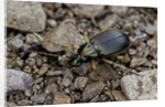 Chlaeniellus vestitus (ground beetle) by Anonymous