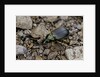 Chlaeniellus vestitus (ground beetle) by Anonymous