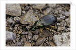 Chlaeniellus vestitus (ground beetle) by Anonymous