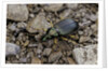 Chlaeniellus vestitus (ground beetle) by Anonymous