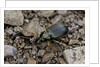 Chlaeniellus vestitus (ground beetle) by Anonymous