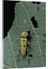 Chlorophorus glaucus (longhorn beetle) by Anonymous
