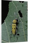 Chlorophorus glaucus (longhorn beetle) by Anonymous