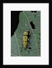 Chlorophorus glaucus (longhorn beetle) by Anonymous