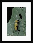 Chlorophorus glaucus (longhorn beetle) by Anonymous