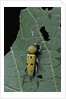 Chlorophorus glaucus (longhorn beetle) by Anonymous