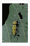 Chlorophorus glaucus (longhorn beetle) by Anonymous