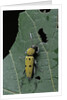 Chlorophorus glaucus (longhorn beetle) by Anonymous