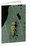 Chlorophorus glaucus (longhorn beetle) by Anonymous
