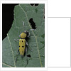 Chlorophorus glaucus (longhorn beetle) by Anonymous