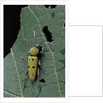 Chlorophorus glaucus (longhorn beetle) by Anonymous