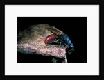 Chrysis ignita (common cuckoo wasp) by Anonymous