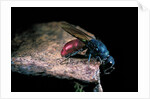 Chrysis ignita (common cuckoo wasp) by Anonymous