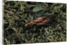 Carabus rutilans (ground beetle) by Anonymous