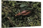 Carabus rutilans (ground beetle) by Anonymous