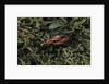 Carabus rutilans (ground beetle) by Anonymous