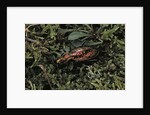 Carabus rutilans (ground beetle) by Anonymous
