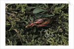 Carabus rutilans (ground beetle) by Anonymous