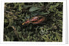 Carabus rutilans (ground beetle) by Anonymous