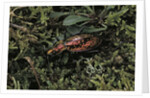 Carabus rutilans (ground beetle) by Anonymous