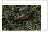 Carabus rutilans (ground beetle) by Anonymous