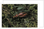 Carabus rutilans (ground beetle) by Anonymous