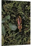 Carabus rutilans (ground beetle) by Anonymous