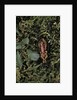 Carabus rutilans (ground beetle) by Anonymous
