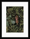 Carabus rutilans (ground beetle) by Anonymous