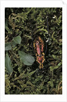 Carabus rutilans (ground beetle) by Anonymous